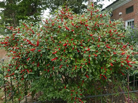 Ilex verticillata: 'Winterberry Holly' | College of Agriculture ...