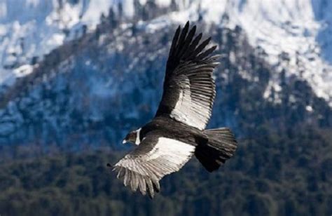 Andean Condor – Vultur gryphus | Facts About Animals