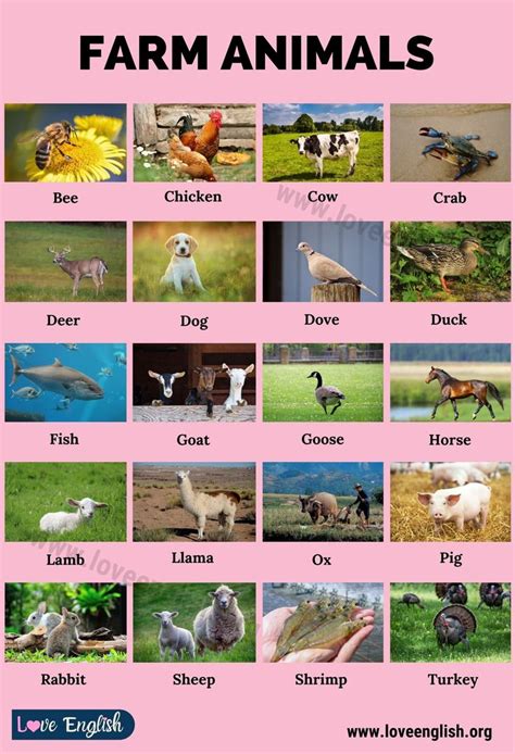 20 Names of Farm Animals