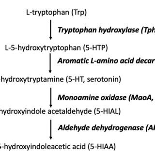 Biosynthetic pathway of serotonin and 5‐HIAA. Chemical structure ...