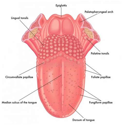 Diagram of tongue