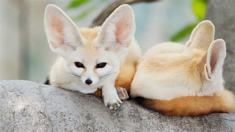 3 Pros and Cons of owning a Pet Fennec Fox - Miles with Pets