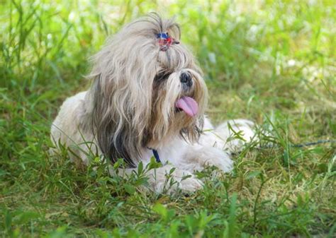 Big City Dogs: The Most Popular Breeds in 10 Major U.S. Cities