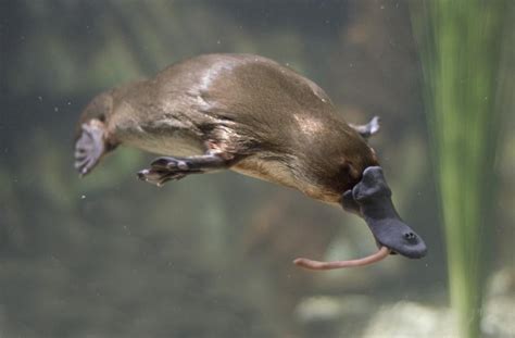 A Platypus swimming underwater where it lives with some food in its ...