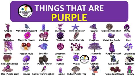 Teach Kids About Things That Are Purple in Colour, Purple Things