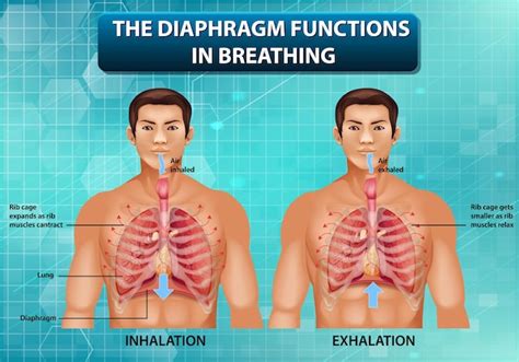 Free Vector | The diaphragm functions in breathing