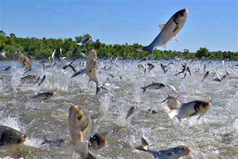 Illinois River Asian Carp – Life of a Captain