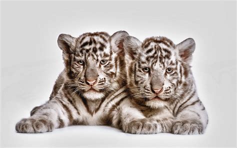 White Tiger Cubs HD Wallpaper