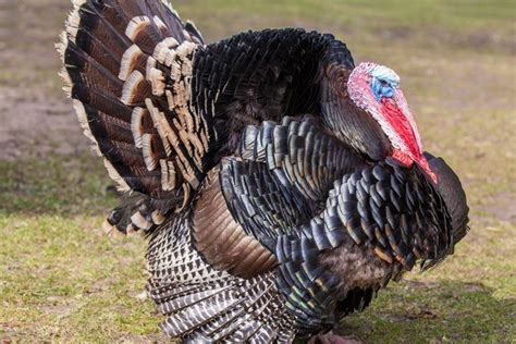 The Heaviest Turkey Ever Was Massive from 25 Things You Didn’t Know ...