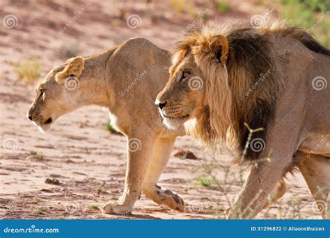 Lion Male And Lioness Hunting Stock Photography - Image: 31296822