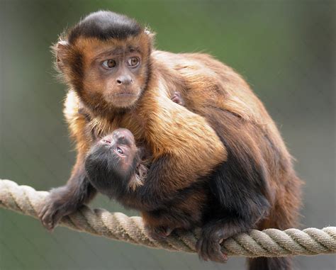 Capuchin monkeys got their name from the friars of the order Friars ...