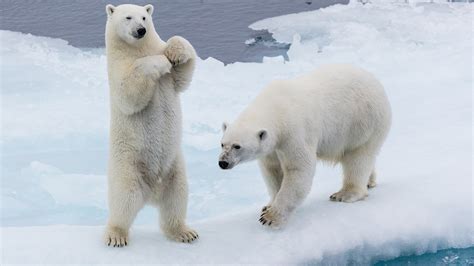 Here’s how polar bears might get traction on snow - Digital News