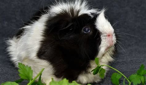 Abyssinian Guinea Pig Colors - A Few Good Pets