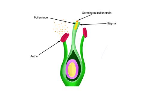 Diagram Of Pollen