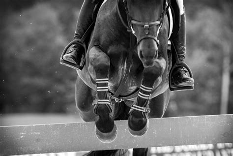 Equine Art, Horse Photography, Horse Jumping, Black and White, 20 x 30 ...