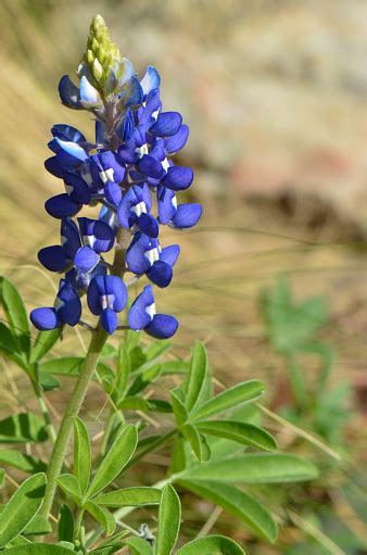 Single Bluebonnet Wildflower Stock Photo - Download Image Now - iStock