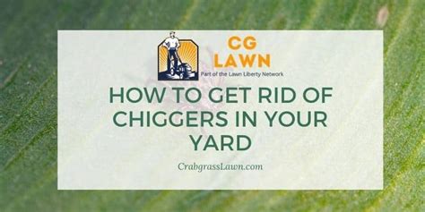 How To Get Rid Of Chiggers In Your Yard - and Prevent! | CrabgrassLawn