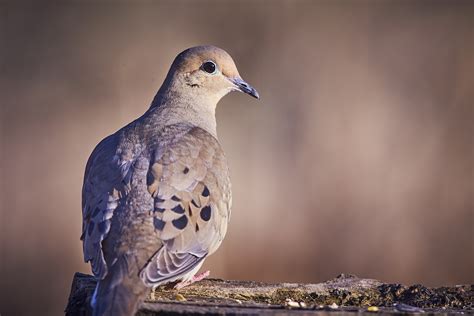 Dove season 2019: Food, water sources likely to drive hunter success