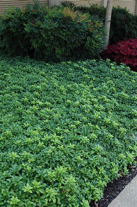 Green Sheen Japanese Spurge (Pachysandra terminalis 'Green Sheen') in ...