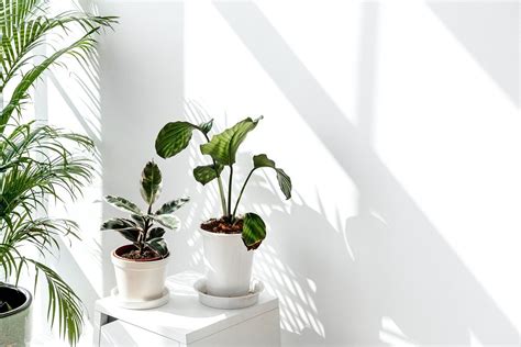 Tropical plants by a white wall with window shadow | premium image by ...