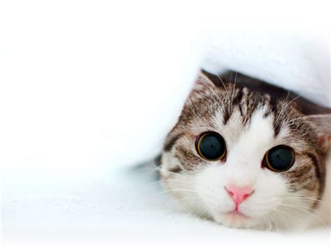 Cute Baby Kittens wallpaper | 1600x1200 | #45944