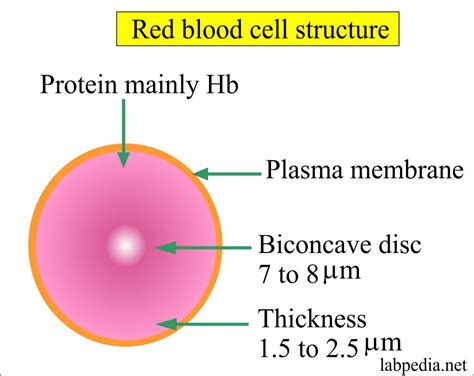 Red Blood Cell (RBC) – Part 4 – Erythropoiesis, Red blood cell Count ...