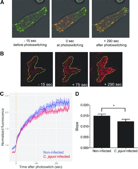 C. jejuni infection slows the turnover of paxillin at the focal ...