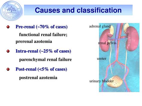 PPT - Renal Insufficiency PowerPoint Presentation, free download - ID ...