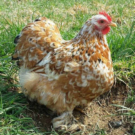 Mille Fleur Bantam Cochins - Frizzled! | Chicken breeds, Eggs for sale ...