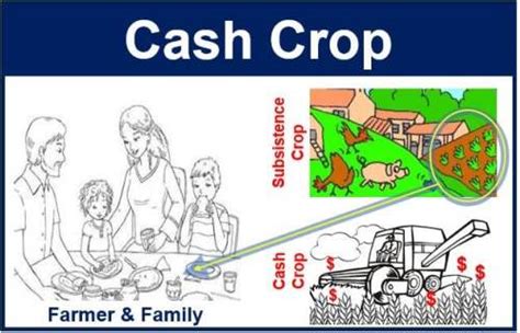 Cash crop - definition and meaning - Market Business News