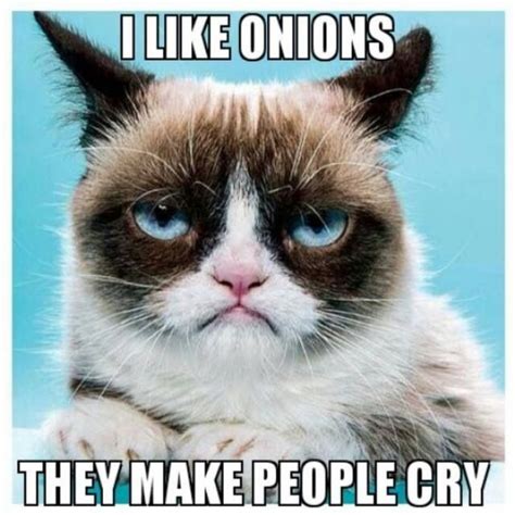 40 Funny Grumpy Cat Memes