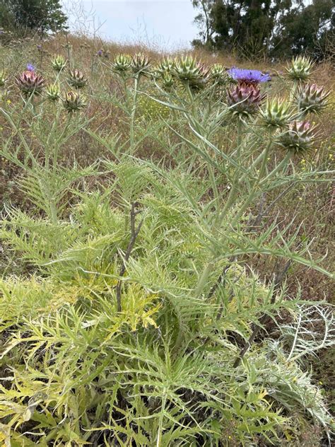 Cynara cardunculus Calflora