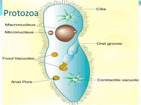 Protoza