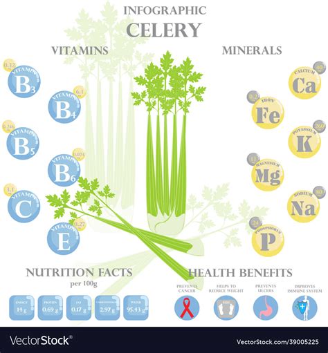 Health benefits and nutrition facts celery Vector Image