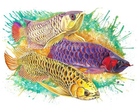 Asian Arowana Original Watercolor Art Print - Etsy