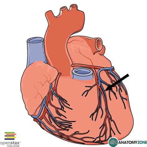 Great Cardiac Vein - AnatomyZone