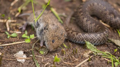 What Eats a Mouse: Natural Predators and Carnivores. - Ecolifely.com