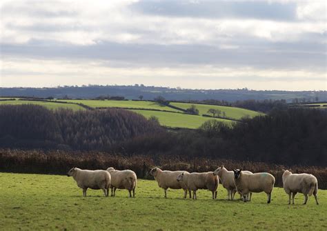 Sheep Flock Rural - Free photo on Pixabay