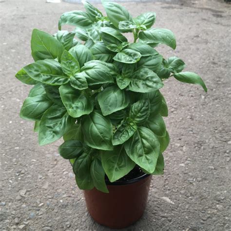 Basil Plants – Culinary Herbs › Anything Grows