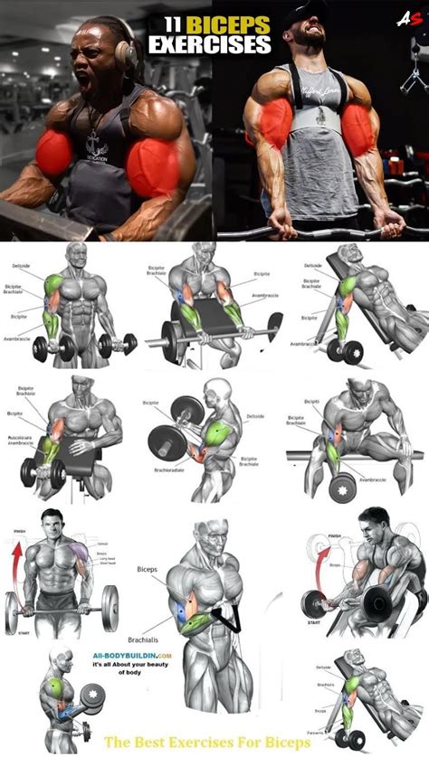 biceps all workout > OFF-73%