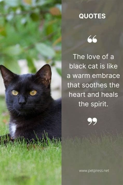 50 Black Cat Quotes to Celebrate the Beauty of These Creatures