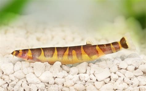 10 Loach Species for Your Aquarium (With Pictures) - AquariumNexus