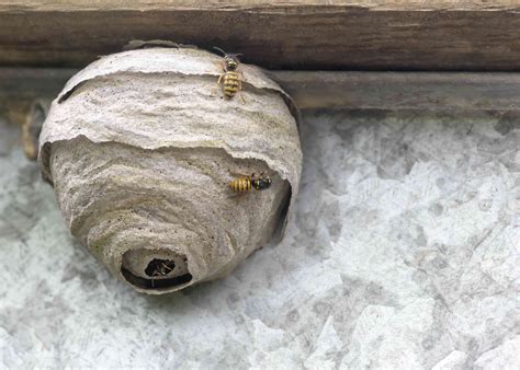 How to Remove a Wasp Nest