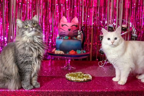 Throwing The Ultimate Birthday Party For Cats! | Cat birthday party ...