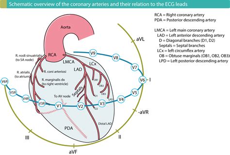 ECG localization of myocardial infarction / ischemia and coronary ...