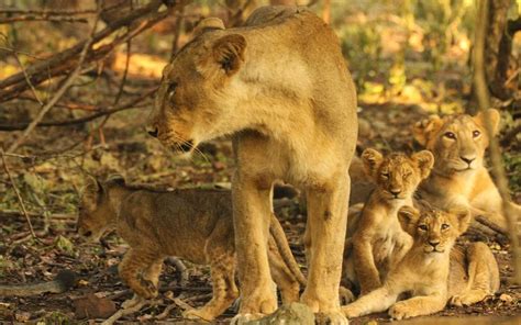 Sasan Gir : The Home of the Asiatic Lion | Pashupatinath V Mishra