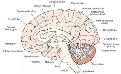 Midsagittal view of the brain. | Nervous system parts, Gross anatomy ...