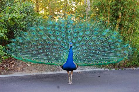 Dancing Peacock In Rain - 1024x680 Wallpaper - teahub.io