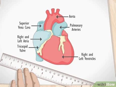 Simple Human Heart Diagram For Kids