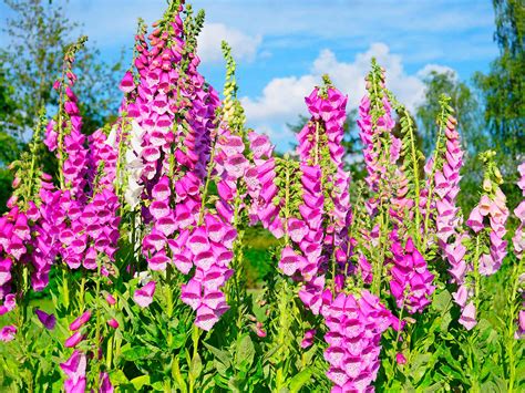 How to grow and care for foxgloves | Love The Garden